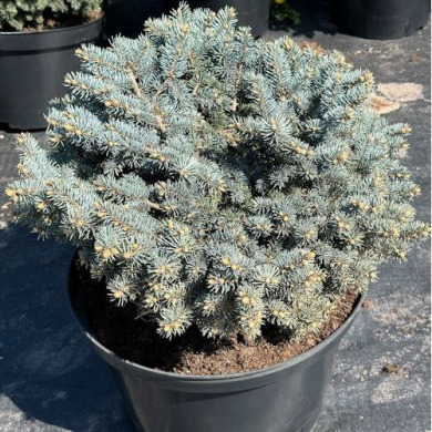 Ялина колюча "Глаука Глобоза" Glauca Globosa (Закритий корінь С5) Д15-2 см