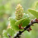 Береза карликовая Betula nana (закрытый корень С5)