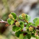 Береза карликовая Betula nana (закрытый корень С5)