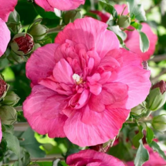 Гибискус сирийский "Флауэр Тауэр Руби" Flower Tower Ruby (закрытый корень С3)