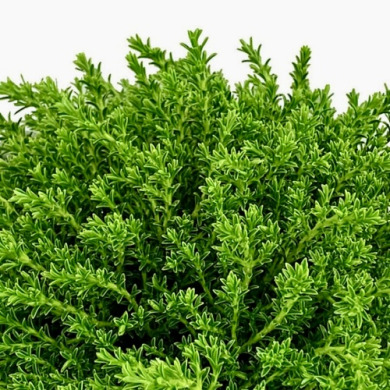 Хебе "McKeanii" (закритий корінь Р9)