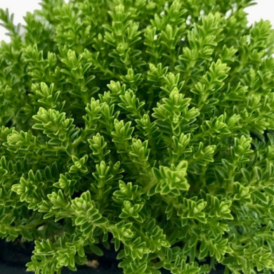 Хебе "McKeanii" (закритий корінь Р9)