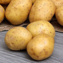 Насіннєва середньостигла картопля "Парадізо" (1 репродукція, універсального призначення) 1кг 