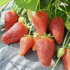 Полуниця "Брінна" ремонтантна, 5 шт