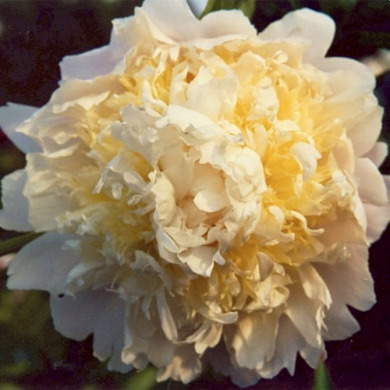 Пион травянистый "Чеддер Чиз" Cheddar Cheese Пион травянистый "Чеддер Чиз" Cheddar Cheese