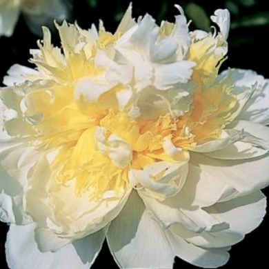 Пион травянистый "Чеддер Чиз" Cheddar Cheese Пион травянистый "Чеддер Чиз" Cheddar Cheese