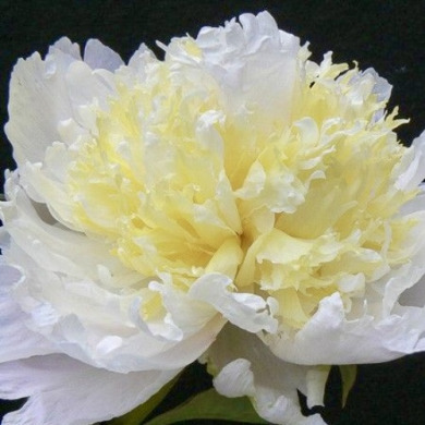 Пион травянистый "Чеддер Чиз" Cheddar Cheese Пион травянистый "Чеддер Чиз" Cheddar Cheese