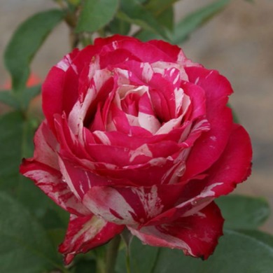 Роза чайно-гибридная "Хаим Сутин" Chaim Soutine