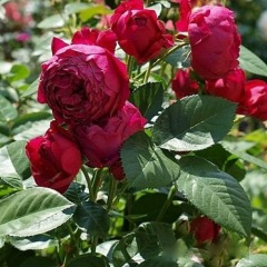 Роза чайно-гибридная "Аскот" Ascot 