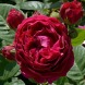 Роза чайно-гибридная "Аскот" Ascot 