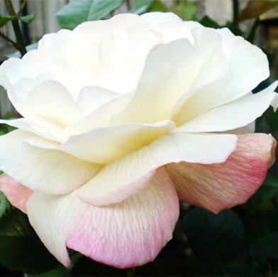 Троянда шраб "Кроун Принцеса Мері" Crown Princess Mary
