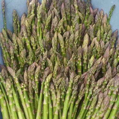 Спаржа "Prius" гібрид (рання)