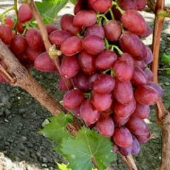 Виноград столовый "Хортичанка"