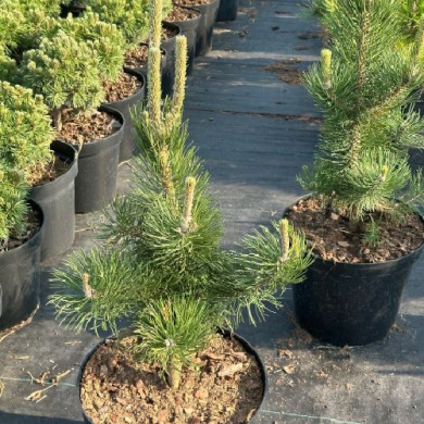 Сосна черная "Орегон Грин" Oregon Green (Закрытый корень С10/12)