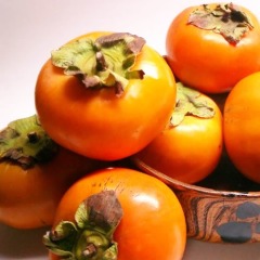 Хурма "Шарон"  кавказский подвой 2 год Хурма "Шарон"  кавказский подвой 2 год