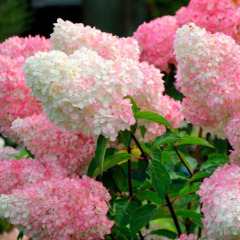 Гортензия метельчатая"Ванилла Фрейз" Vanille Fraise" (горшок С3) 