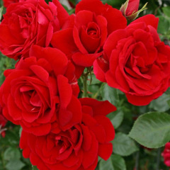 Роза флорибунда "Ротилия" Rotilia