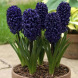 Гіацинт горщиковий "Blue Sapphire" 1 шт