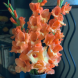 Гладиолус "Georgia Peach" 3 шт Гладиолус "Georgia Peach" 3 шт