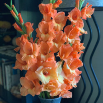 Гладиолус "Georgia Peach" 3 шт Гладиолус "Georgia Peach" 3 шт