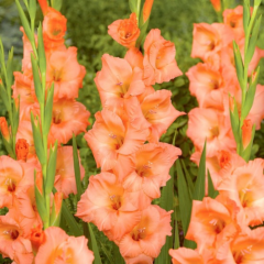 Гладиолус "Georgia Peach" 3 шт Гладиолус "Georgia Peach" 3 шт