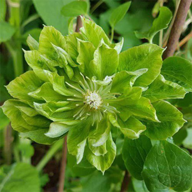 Клематис "Green Passion"