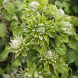 Клематис "Green Passion"