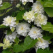 Клематис  "Maria Sclodovska"