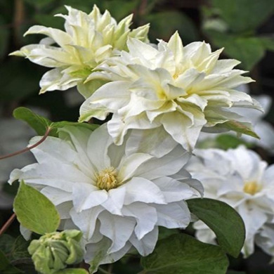 Клематис  "Maria Sclodovska"
