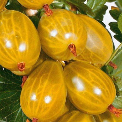 Крыжовник "Медовый" бесшипный 