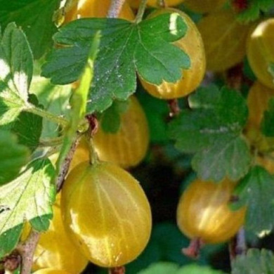 Крыжовник "Медовый" бесшипный 