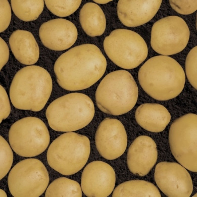 Семенной надранний картофель "Эльф" (1 репродукция, столового назначения) 20 кг