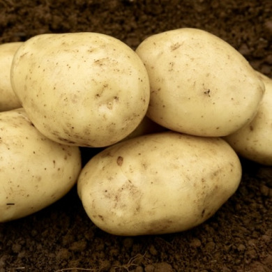 Семенной надранний картофель "Эльф" (1 репродукция, столового назначения) 20 кг