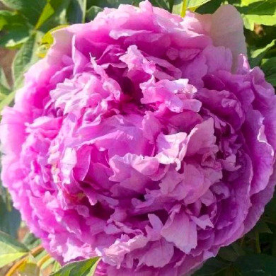 Пион деревовидный "Лавандер Блю" Lavender Blue 