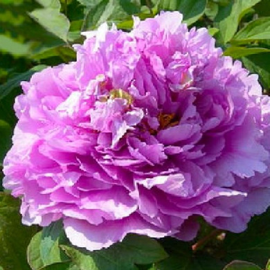 Пион деревовидный "Лавандер Блю" Lavender Blue 