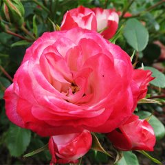 Роза шраб "Бархатная лапка" Patte de Velours