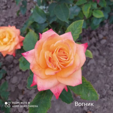 Роза чайно-гибридная "Огонек"