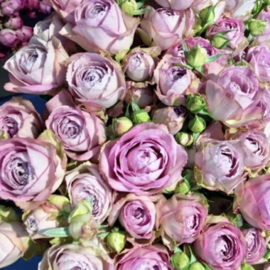 Роза спрей "Сильвер Лейс" Silver Lace