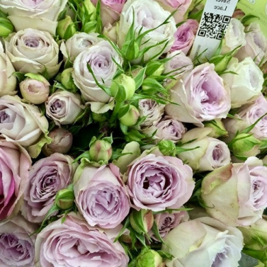 Роза спрей "Сильвер Лейс" Silver Lace