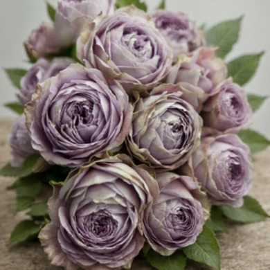 Роза спрей "Сильвер Лейс" Silver Lace