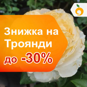 Троянди до -30%