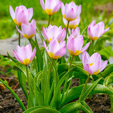 Тюльпан Ботанический "Lilac Wonder" 3 шт Тюльпан Ботанический "Lilac Wonder" 3 шт