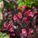 Вейгела цветущая "Александра" Alexandra (закрытый корень С5)