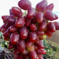 Виноград столовый "Алама"