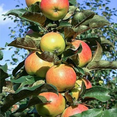 Яблуня колоновидна "Останкіно"