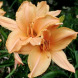 Лилейник "Ruffled Apricot" Рафлд Априкот 1 шт