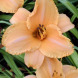 Лилейник "Ruffled Apricot" Рафлд Априкот 1 шт