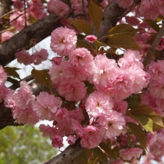 Сакура "Канзан" Kwanzan, штамб 1-2,1-3 м