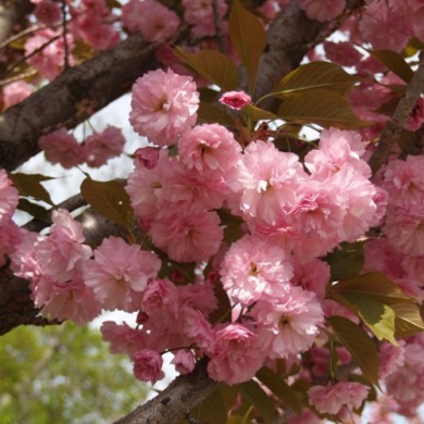 Сакура "Канзан" Kwanzan, штамб 1-2,1-3 м Сакура "Канзан" Kwanzan, штамб 1-2,1-3 м