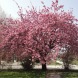 Сакура "Канзан" Kwanzan, штамб 1-2,1-3 м